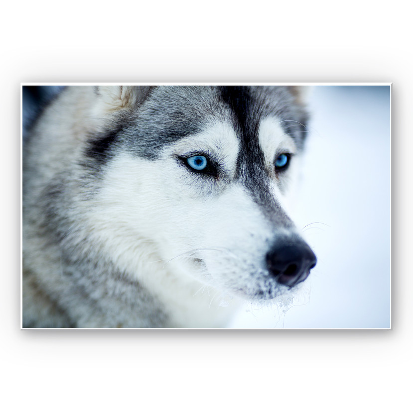 Tableau Forex - Yeux bleus