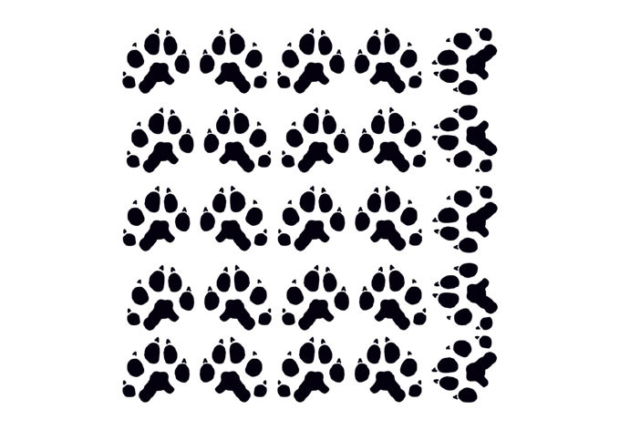 Sticker mural - Empreintes Pattes de Chat