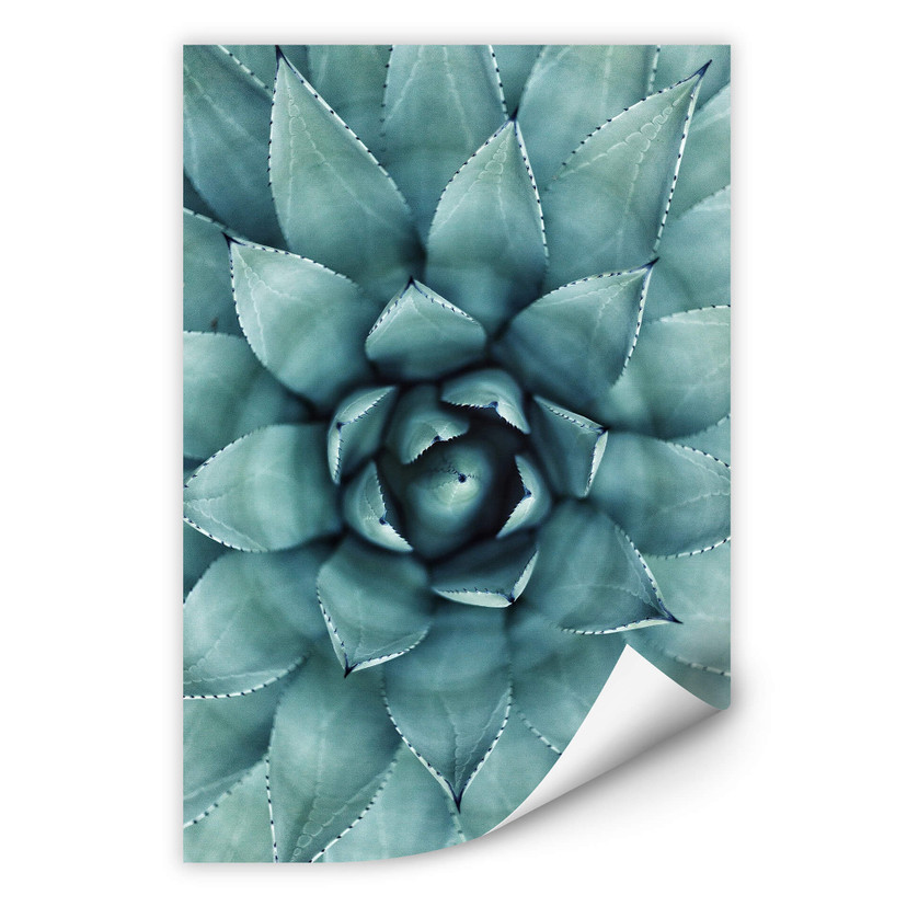 Zelfklevende Poster Agave 02
