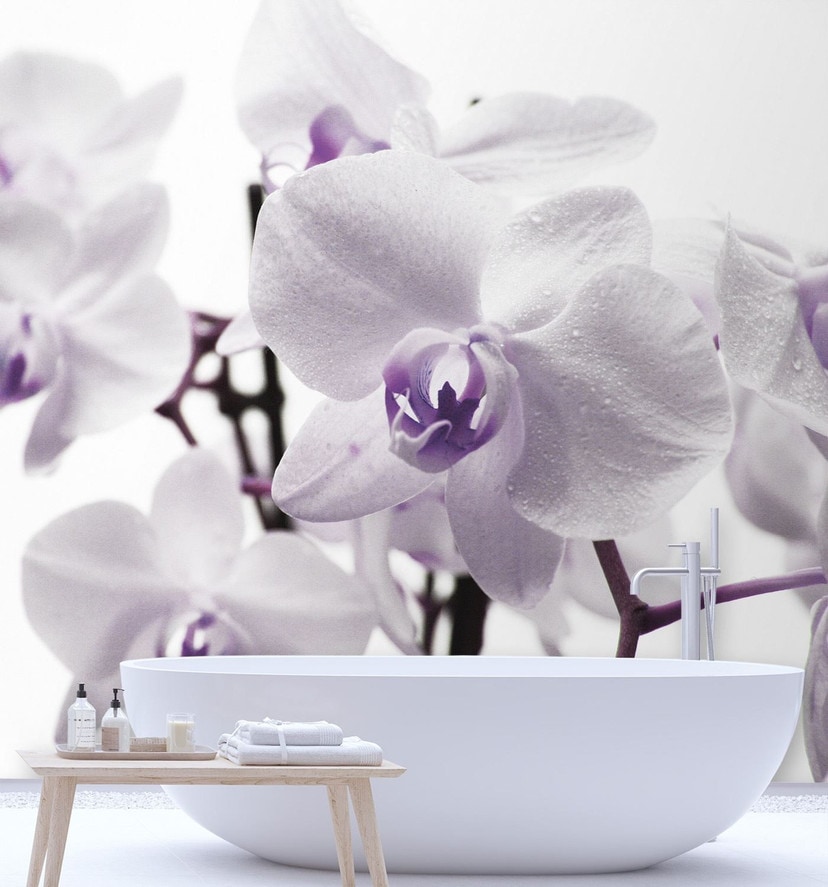 Fototapete, Lila Orchidee Blütenblättern