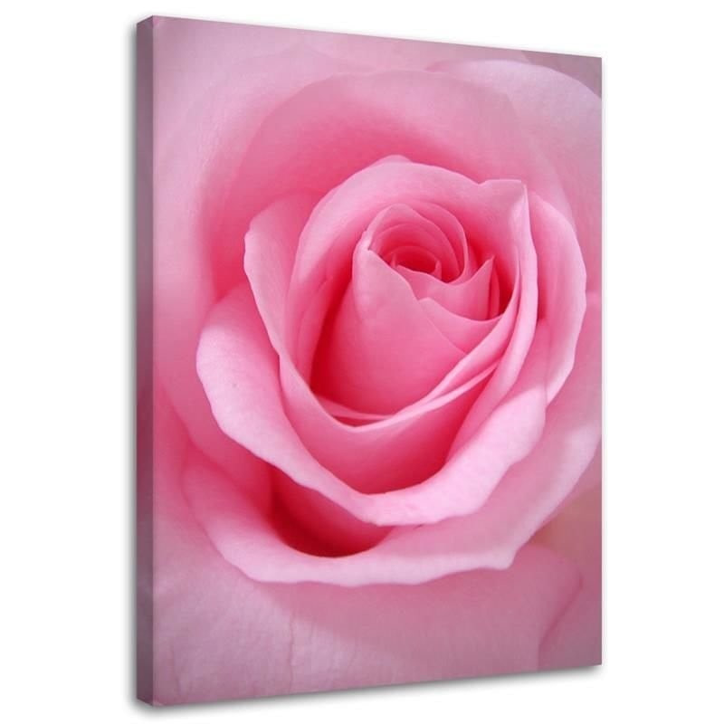 Canvasbillede, Lyserøde blomstrende planter