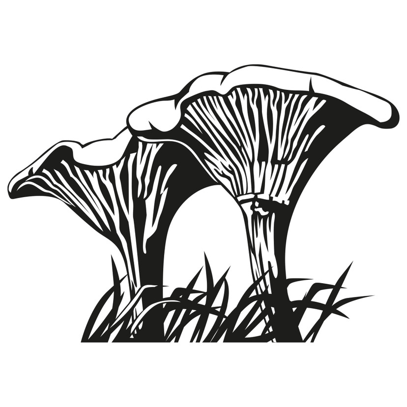 Wallsticker Kantareller