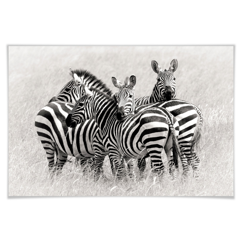 Poster - Trubitsyn - Zèbres dans la savane