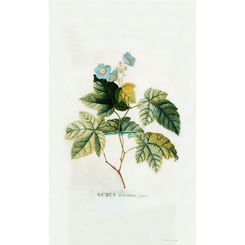 Fototapet - Ehret - Rubus
