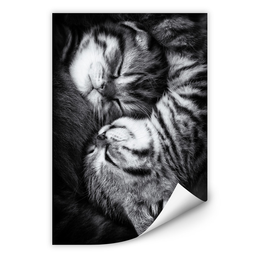 Zelfklevende Poster - Jancova - Sweet Kitten