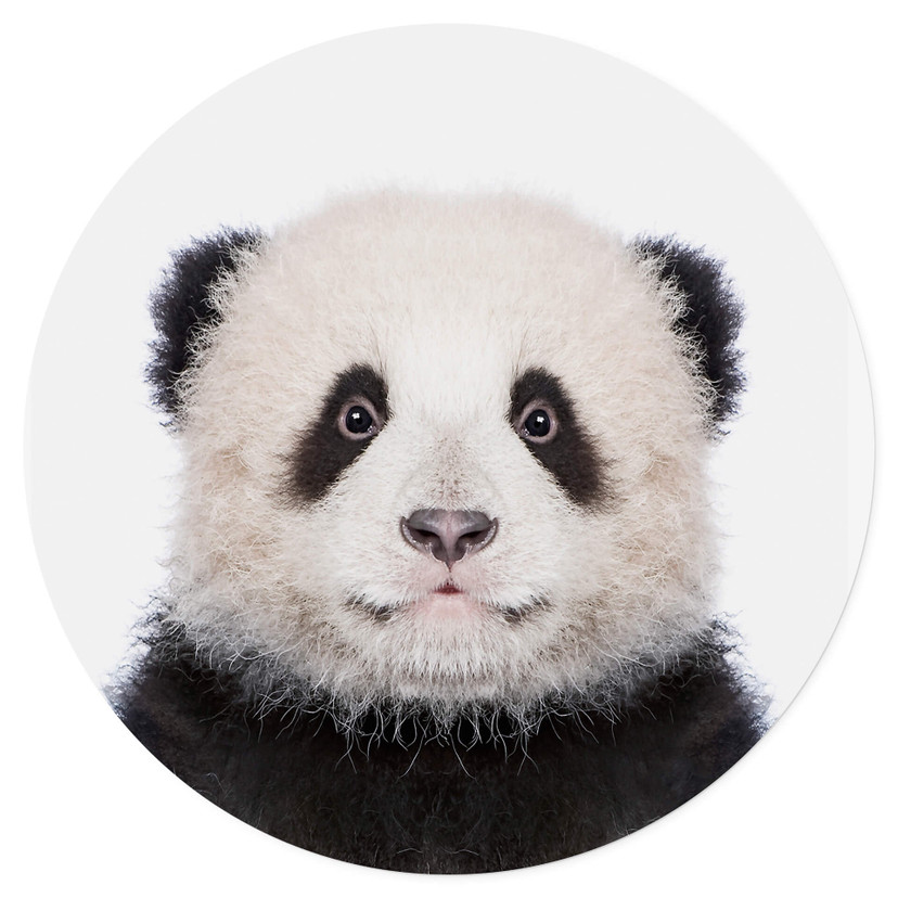 Naklejka na ścianę Sisi & Seb - Baby Panda - okrągła