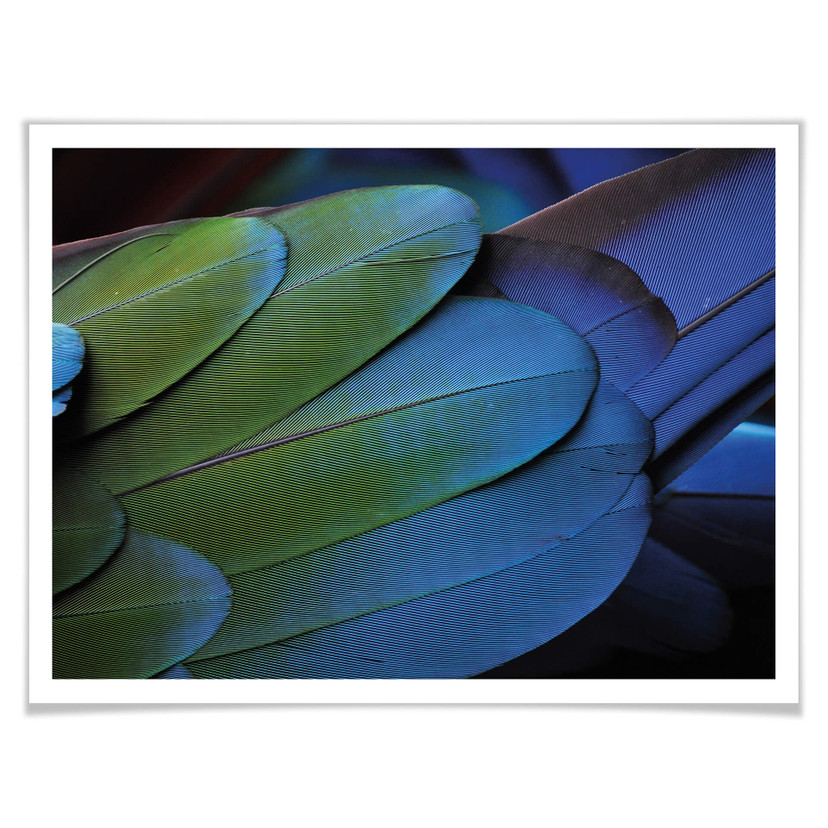 Plakat Tropical Colours