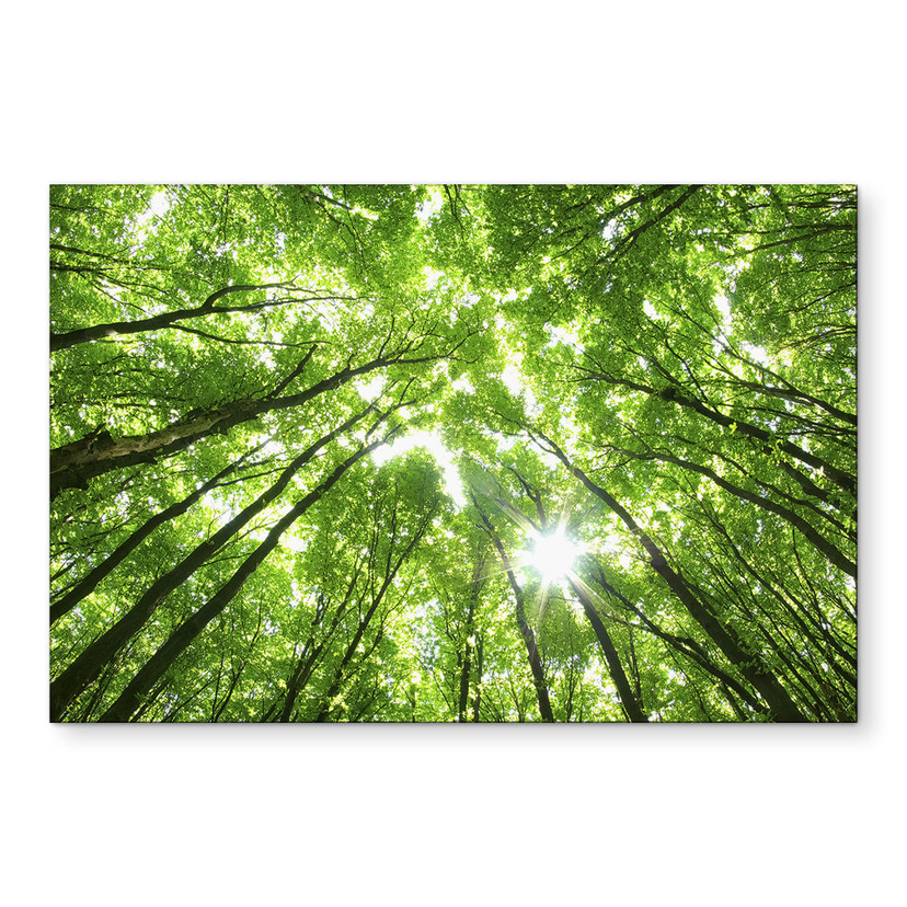 Wandbild Baumkronen im Wald - Alu-Dibond