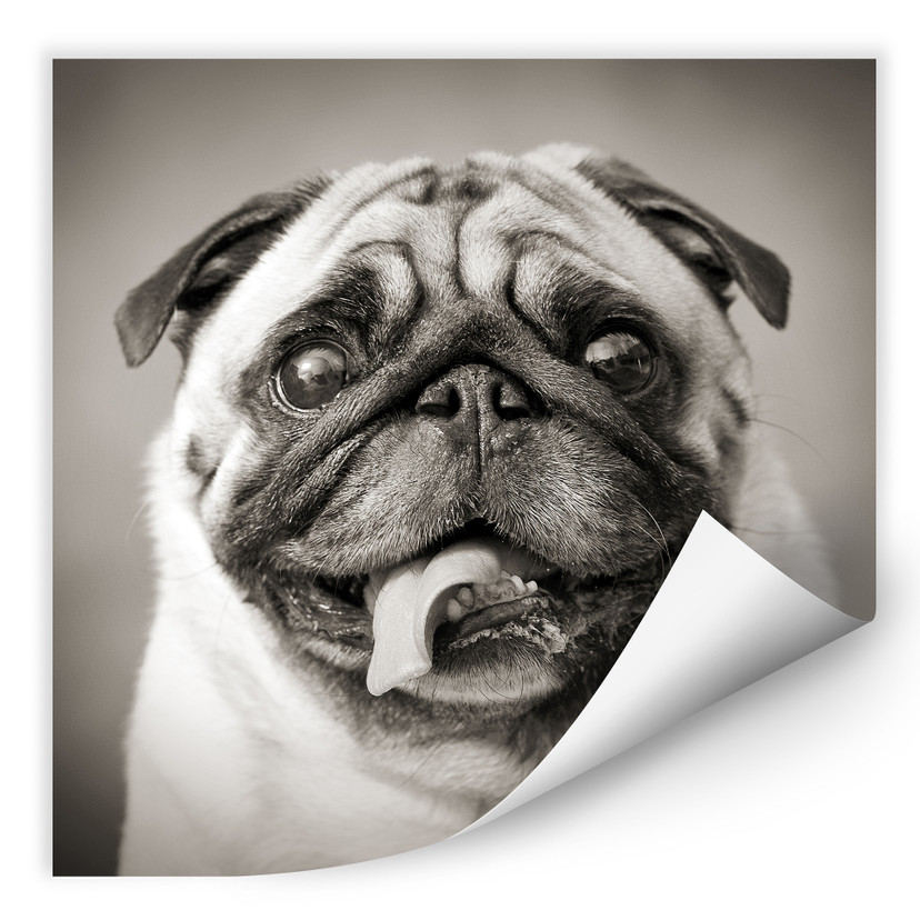 Zelfklevende Poster - Mops
