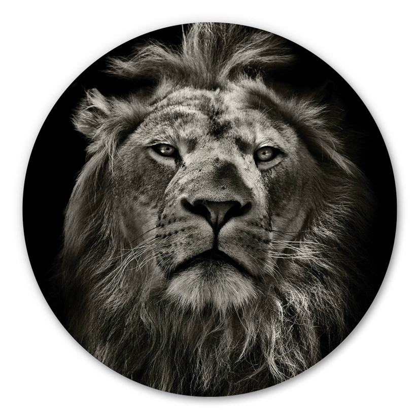 Tableau en Alu-Dibond Lion - Rond