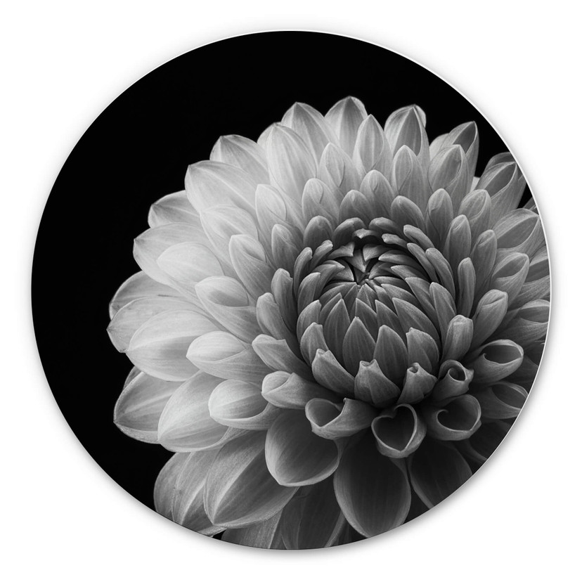 Tableau sur alu-Dibond Grønkjær - Dahlia - Rond