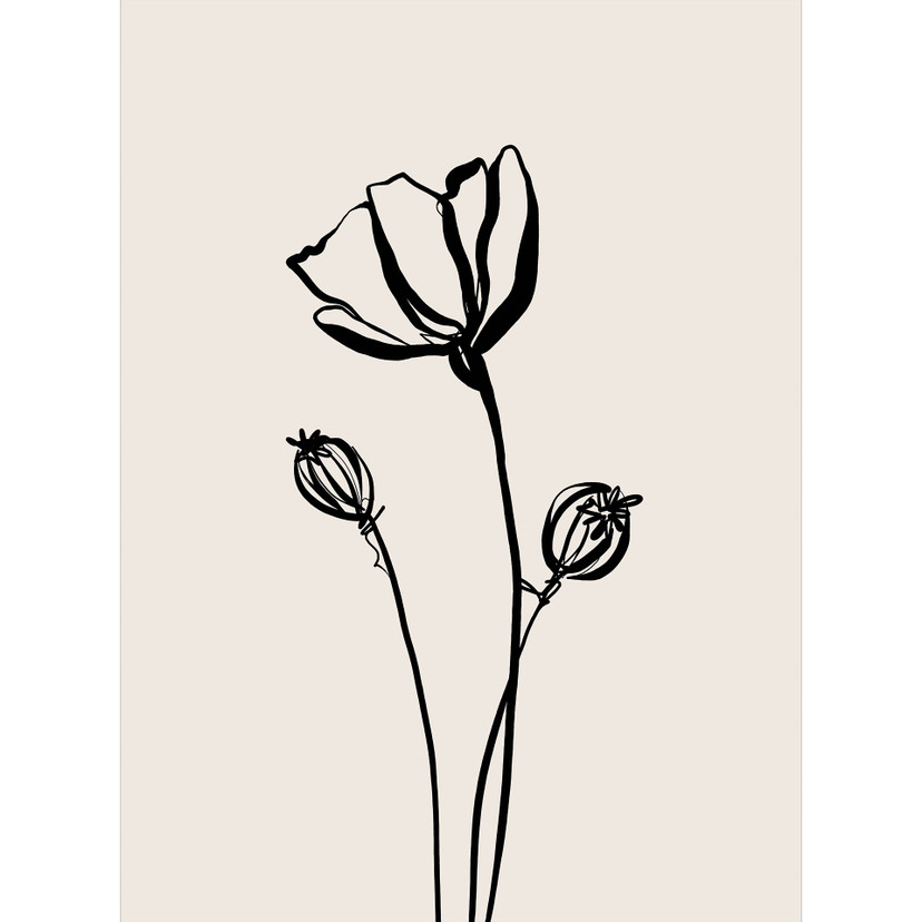 Fototapeta w kwiaty Line Art Poppy - Cats & Dotz