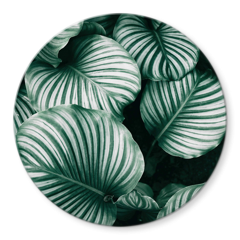 Tableau sur verre rond Urban Jungle - Calathea Orbifolia