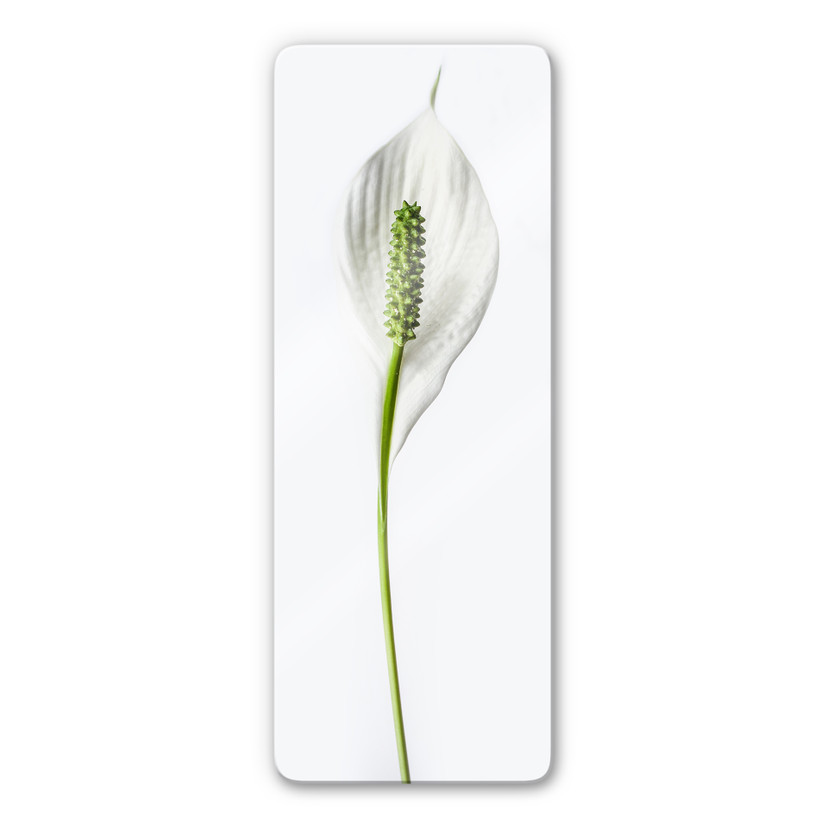 Glasschilderij Peace Lily