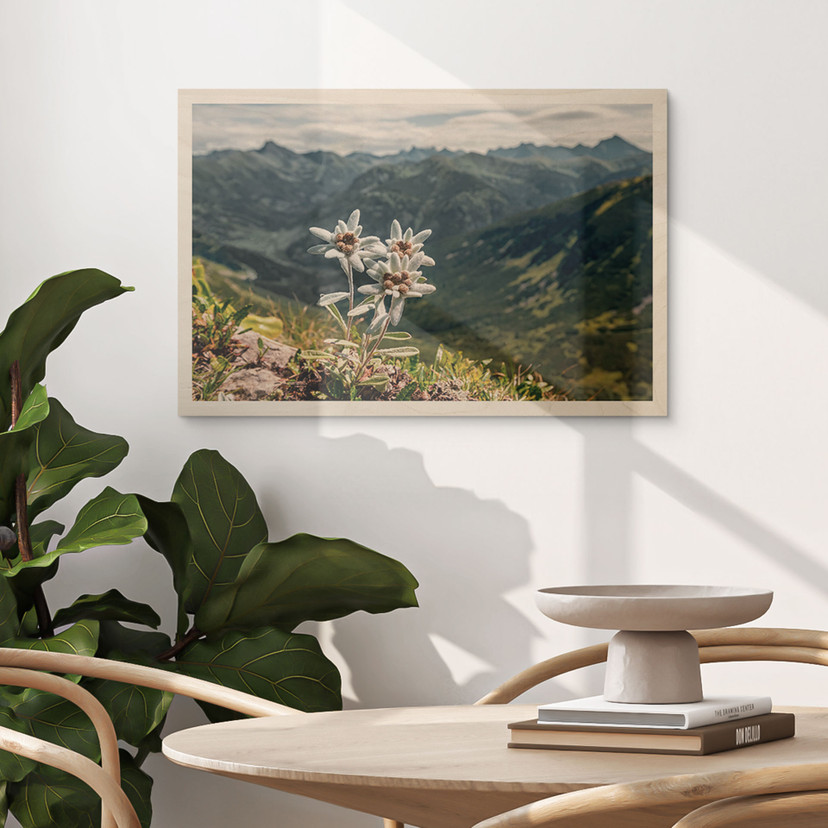 Plakat drewniany biała szarotka alpejska na górze