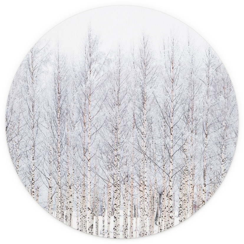 Fototapeta Forest Trees | Birch Forest in Winter - EMELIEmaria - Okrągła - samoprzylepna/nie tkana