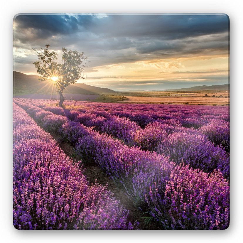 Glasbillede - Lavendel i Provence - Kvadratisk