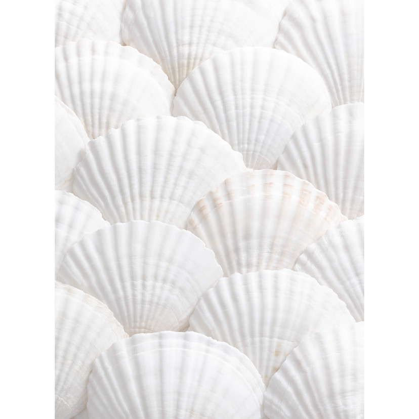 1X Studio - Fototapeta Shell ensemble