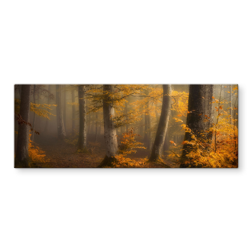 Glasbillede - Gyldne blade i en tåget skov - Maier - Panorama