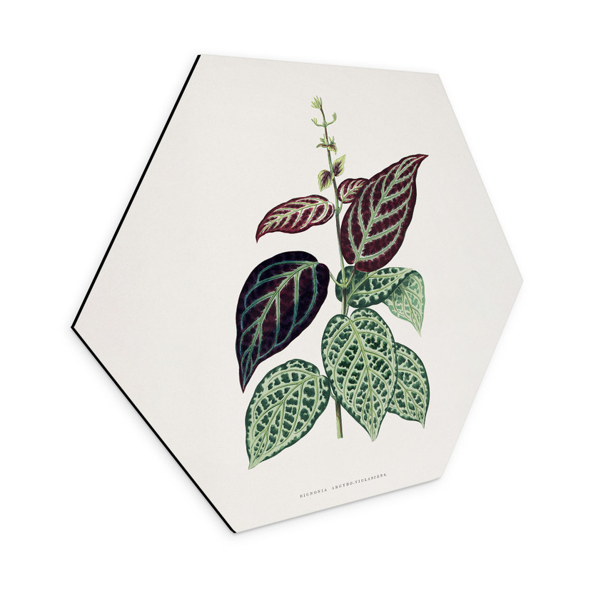 Hexagone - alu-Dibond Illustration de feuille - Bignonia Argyro Violascea