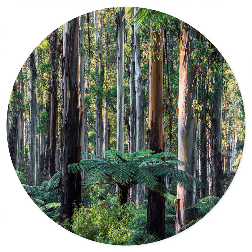 Naklejka na ścianę z lasem eukaliptusowym w Yarra Ranges - Colombo - Round