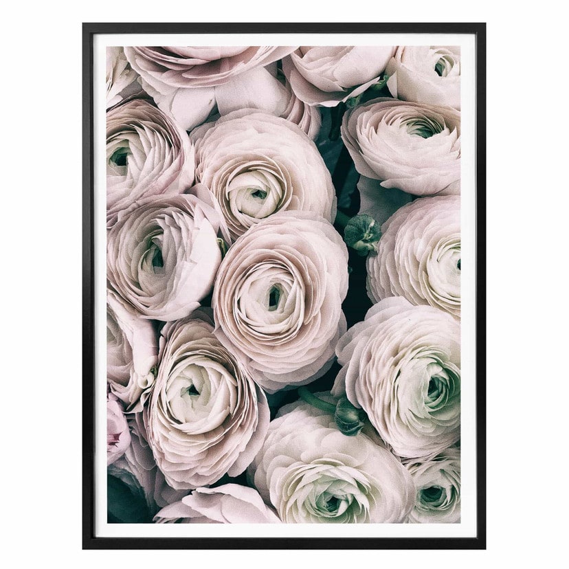 Plakat Vintage Ranunculus