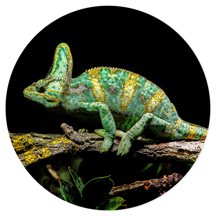 Naklejka na ścianę - Kameleon okrągły - brązowy