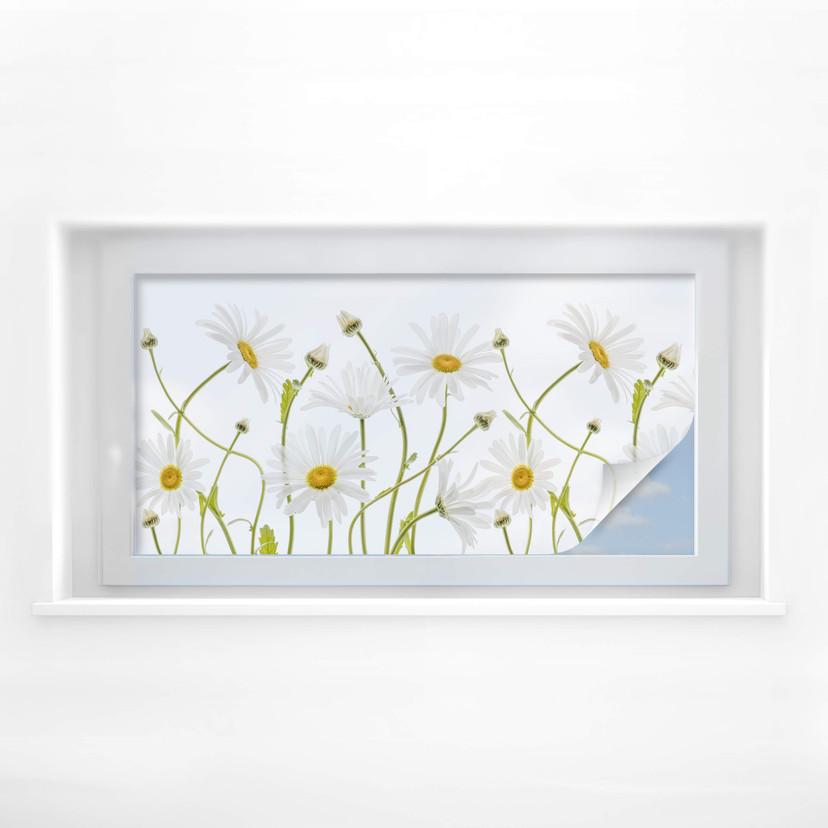 Film o prywatności Disher - Ox eye Daisies - Panorama